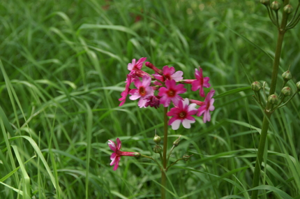 kr018.jpg