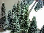 snowtree.jpg